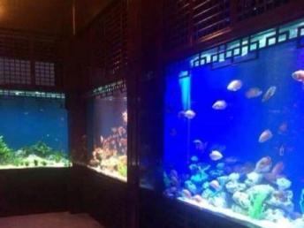 上海大型海鮮魚缸制作設(shè)計(jì)工廠與影視節(jié)目策劃 花鳥魚蟲市場的跨界融合